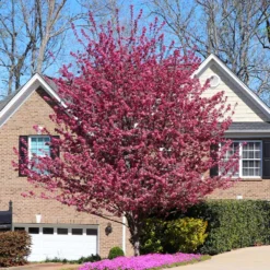 Profusion Crabapple Tree -Deals Blossom Vines Store Profussion Crabapple 6 BB