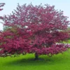 Profusion Crabapple Tree -Deals Blossom Vines Store Profussion Crabapple BB 600x600 38aa35b6 d97d 4694 b621 194fae2d551a