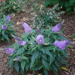 Pugster® Amethyst Butterfly Bush -Deals Blossom Vines Store Pugster Amethyst Butterfly Bush 1