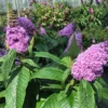 Pugster® Amethyst Butterfly Bush -Deals Blossom Vines Store Pugster Amethyst Butterfly Bush BB 600x600 68626c9c a3f8 4605 9965 cfd3cd6621ff