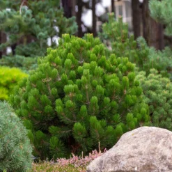 Dwarf Mugo Pine -Deals Blossom Vines Store Pumilio Mugo Pine 6 BB