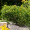 Dwarf Mugo Pine -Deals Blossom Vines Store Pumilio Mugo Pine BB 600x600 3b946a5b adb1 444f 9b43 398538a62153