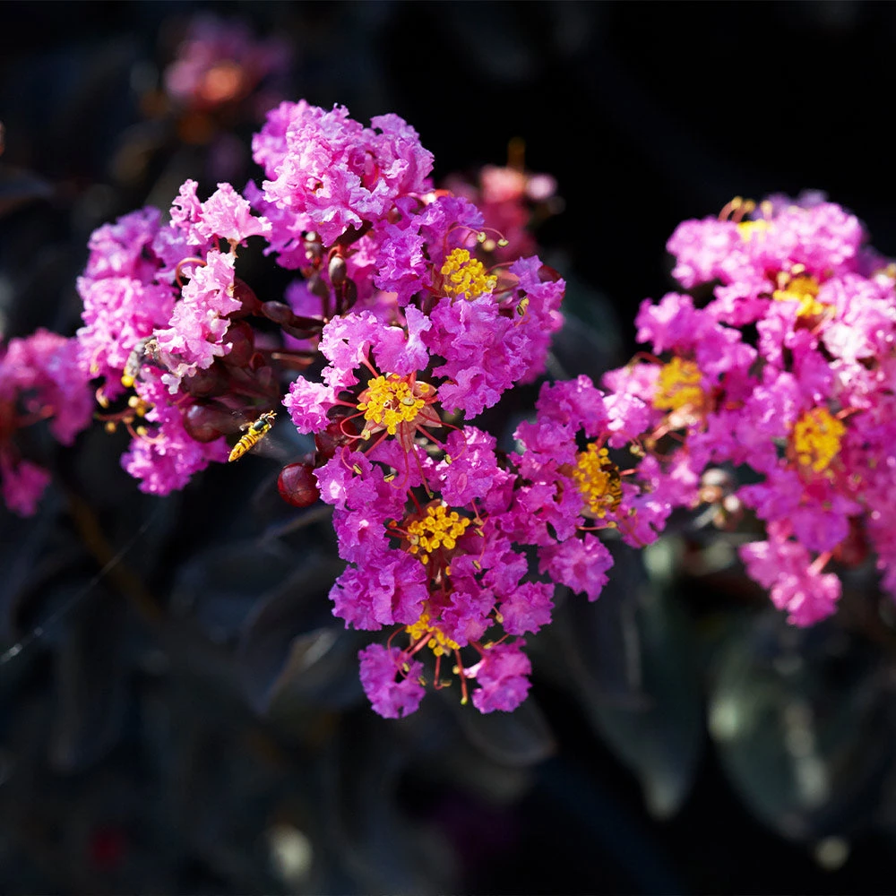 Black Diamond® Purely Purple™ Crape Myrtle Tree 5 Black Diamond® Purely Purple™ Crape Myrtle Tree - Image 3