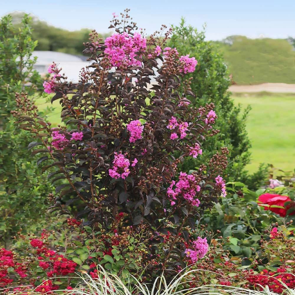 Black Diamond® Purely Purple™ Crape Myrtle Tree 4 Black Diamond® Purely Purple™ Crape Myrtle Tree - Image 2