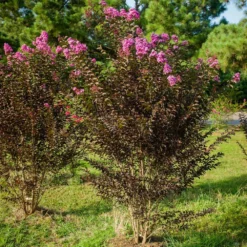 Black Diamond® Purely Purple™ Crape Myrtle Tree 10 Black Diamond® Purely Purple™ Crape Myrtle Tree -Deals Blossom Vines Store Purely Purple 3