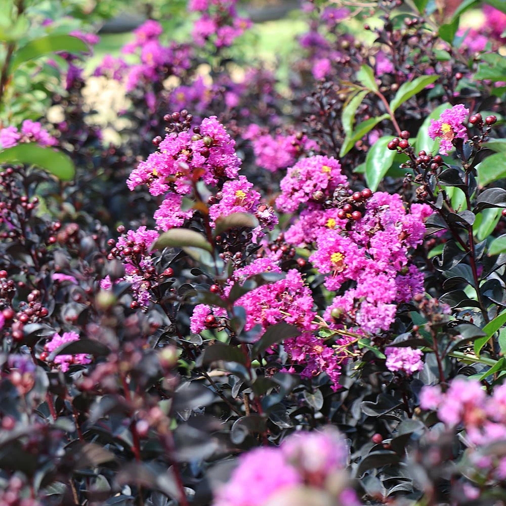 Black Diamond® Purely Purple™ Crape Myrtle Tree 7 Black Diamond® Purely Purple™ Crape Myrtle Tree - Image 5