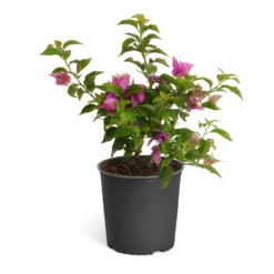 New River Bougainvillea -Deals Blossom Vines Store Purple Bougainvillea 6inch