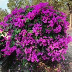 New River Bougainvillea -Deals Blossom Vines Store Purple Bougainvillea New River 11