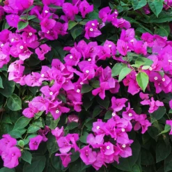 New River Bougainvillea Tree 10 New River Bougainvillea Tree -Deals Blossom Vines Store Purple Bougainvillea New River 12 FGT