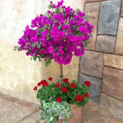 New River Bougainvillea -Deals Blossom Vines Store Purple Bougainvillea New River 1 FGT