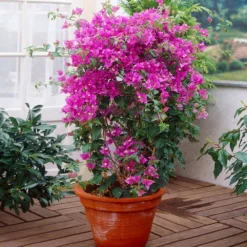 New River Bougainvillea -Deals Blossom Vines Store Purple Bougainvillea New River 2