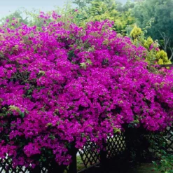 New River Bougainvillea -Deals Blossom Vines Store Purple Bougainvillea New River 4 BB