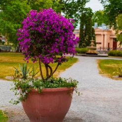 New River Bougainvillea Tree 9 New River Bougainvillea Tree -Deals Blossom Vines Store Purple Bougainvillea New River 8 BB