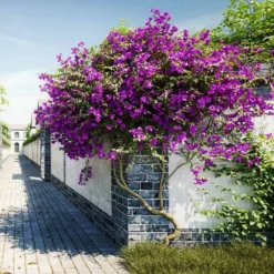 New River Bougainvillea -Deals Blossom Vines Store Purple Bougainvillea New River 9