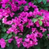 New River Bougainvillea 2 New River Bougainvillea -Deals Blossom Vines Store Purple Bougainvillea New River BB 600x600 3f6592b5 5636 4261 8b48 ebd38d2f94d6