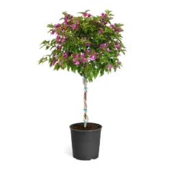 New River Bougainvillea -Deals Blossom Vines Store Purple Bougainvillea Tree