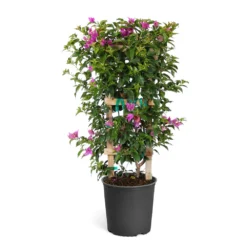 New River Bougainvillea -Deals Blossom Vines Store Purple Bougainvillea Trelis