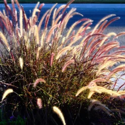 Purple Fountain Grass -Deals Blossom Vines Store Purple Fountain Grass 2