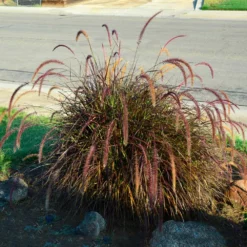 Purple Fountain Grass -Deals Blossom Vines Store Purple Fountain Grass 3 BB