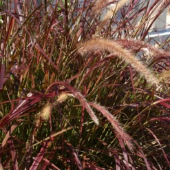Purple Fountain Grass -Deals Blossom Vines Store Purple Fountain Grass 5