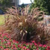 Purple Fountain Grass -Deals Blossom Vines Store Purple Fountain Grass BB 600x600jpg