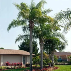 Queen Palm Tree