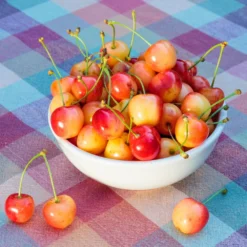 Rainier Cherry Tree 8 Rainier Cherry Tree -Deals Blossom Vines Store Rainier Cherry Tree 2 BB