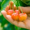 Rainier Cherry Tree -Deals Blossom Vines Store Rainier Cherry Tree BB 600x600 050bb6ca 8c7a 4a92 aa3a 9cc5b6b74a47