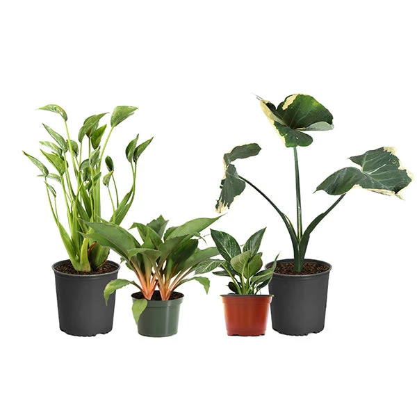 Rare House Plant Kit 3 Rare House Plant Kit