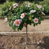 Raspberry Kiss™ Rose Tree 2 Raspberry Kiss™ Rose Tree -Deals Blossom Vines Store Raspberry Kiss Rose tree BB 600x600 85d5eb2c f4c1 4513 b35b e8502f4c8475