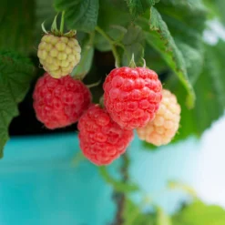 Bushel And Berry® Raspberry Shortcake® Bush 10 Bushel And Berry® Raspberry Shortcake® Bush -Deals Blossom Vines Store Raspberry Shortcake 1
