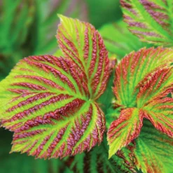 Bushel And Berry® Raspberry Shortcake® Bush 9 Bushel And Berry® Raspberry Shortcake® Bush -Deals Blossom Vines Store Raspberry Shortcake 4