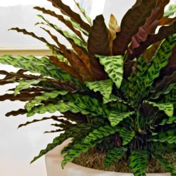 Rattlesnake Plant -Deals Blossom Vines Store Rattlesnake 8