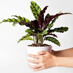 Rattlesnake Plant -Deals Blossom Vines Store Rattlesnake 9