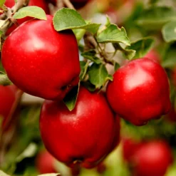 Red Delicious Apple Tree 9 Red Delicious Apple Tree -Deals Blossom Vines Store Red Delicious Apple 1