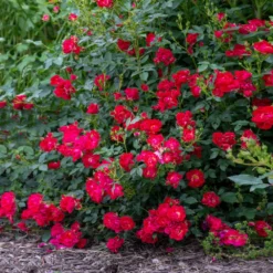 Red Drift® Rose -Deals Blossom Vines Store Red Drift Rose 2 BB