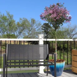 Red Pixie Lilac Tree -Deals Blossom Vines Store Red Pixie Lilac Tree 5