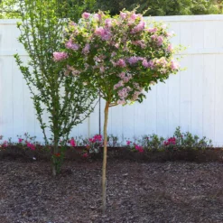 Red Pixie Lilac Tree -Deals Blossom Vines Store Red Pixie Lilac Tree 6 BB