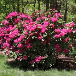 Red Rhododendron Shrub 9 Red Rhododendron Shrub -Deals Blossom Vines Store Red Rhododendron 2 BB