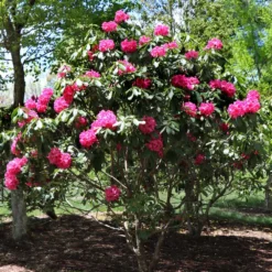 Red Rhododendron Shrub 10 Red Rhododendron Shrub -Deals Blossom Vines Store Red Rhododendron 3