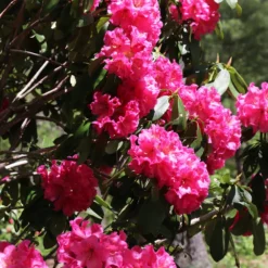 Red Rhododendron Shrub 11 Red Rhododendron Shrub -Deals Blossom Vines Store Red Rhododendron 5 BB