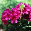 Red Rhododendron Shrub -Deals Blossom Vines Store Red Rhododendron BB 600x600 ac8dde32 1f5f 463d 860c 8f3e08b6a2a0