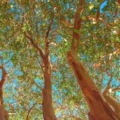 Red Rocket Crape Myrtle Tree -Deals Blossom Vines Store Red Rocket Crape Myrtle