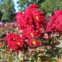 Red Rocket Crape Myrtle Tree -Deals Blossom Vines Store Red Rocket Crape Myrtle 2 BB