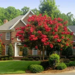 Red Rocket Crape Myrtle Tree