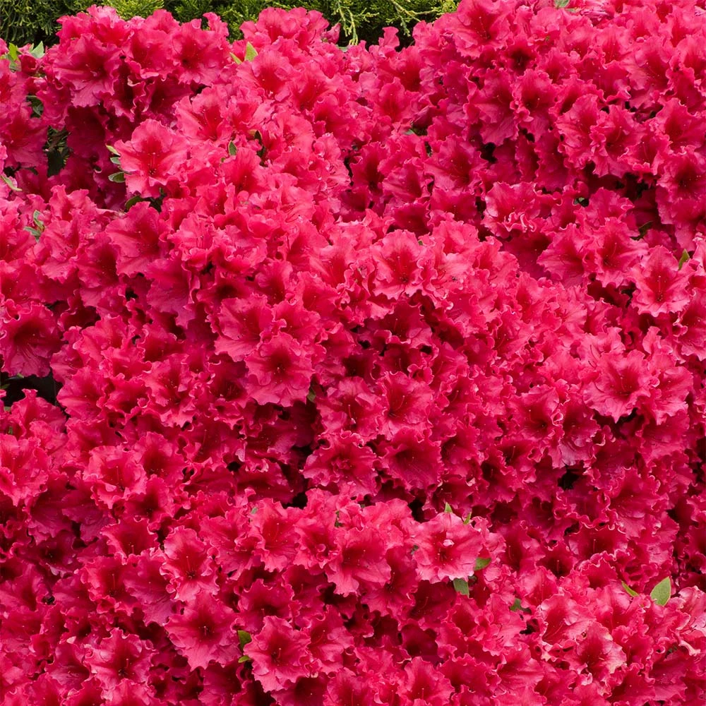 Red Ruffles Azalea Shrub 4 Red Ruffles Azalea Shrub - Image 2