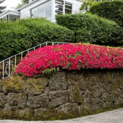 Red Ruffles Azalea Shrub 8 Red Ruffles Azalea Shrub -Deals Blossom Vines Store Red Ruffles Azalea 7