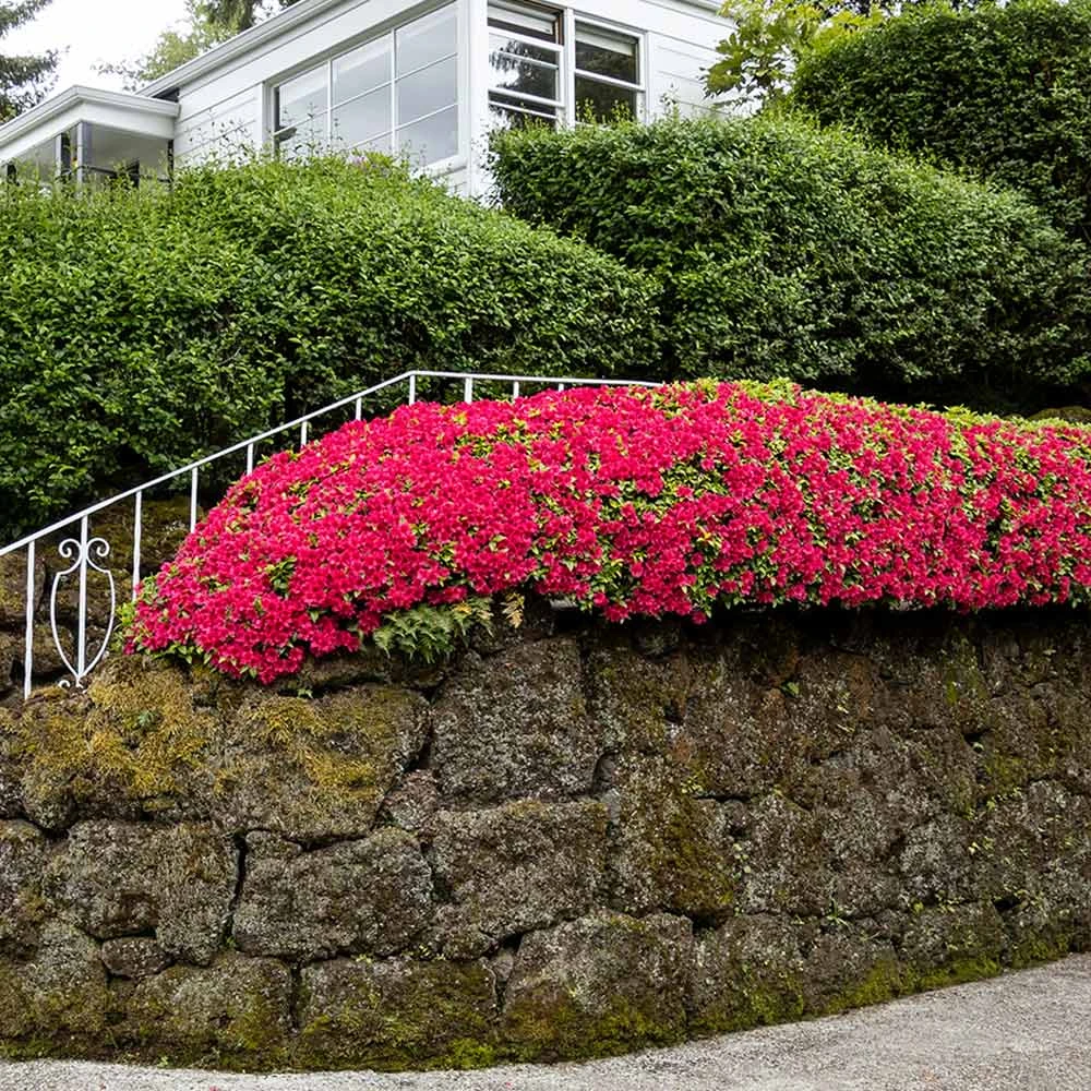 Red Ruffles Azalea Shrub 5 Red Ruffles Azalea Shrub - Image 3