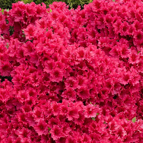 Red Ruffles Azalea Shrub 3 Red Ruffles Azalea Shrub