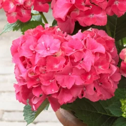 Red Sensation Hydrangea Shrub -Deals Blossom Vines Store Red Sensation Hydrangea 1 BB